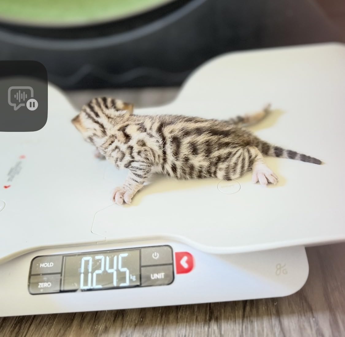 Greater Goods Wiggle-Proof Digital Pet Scale for Cats, Dogs & Small Animals customer photo 1