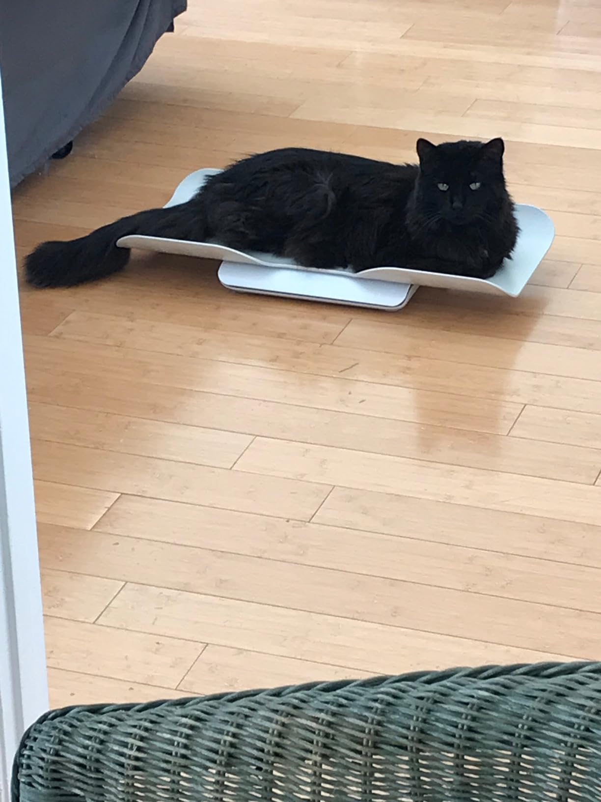 Greater Goods Wiggle-Proof Digital Pet Scale for Cats, Dogs & Small Animals customer photo 2