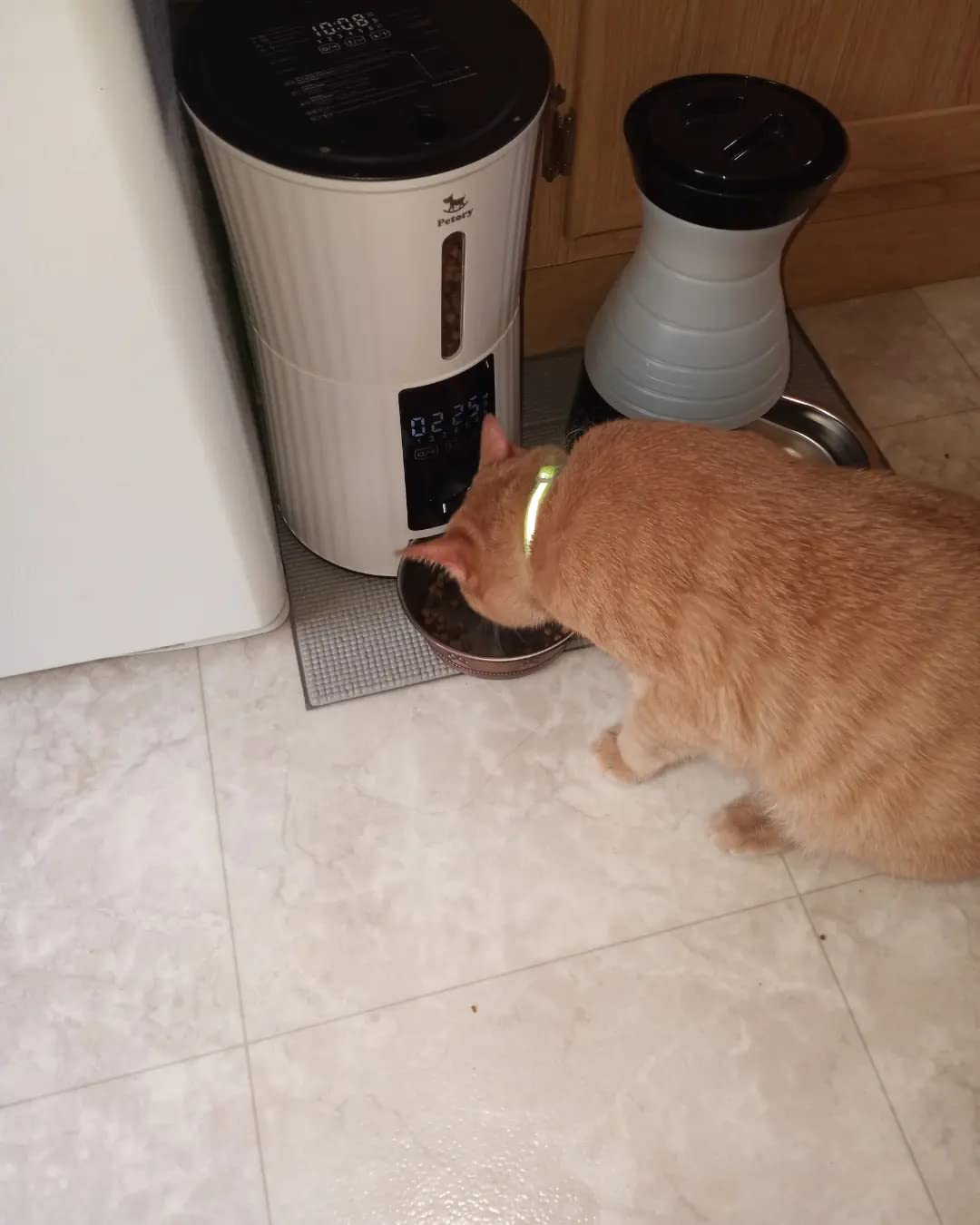 Petory Timed Automatic Cat Feeder - 4L Dry Food Dispenser for Cats and Dogs customer photo 1
