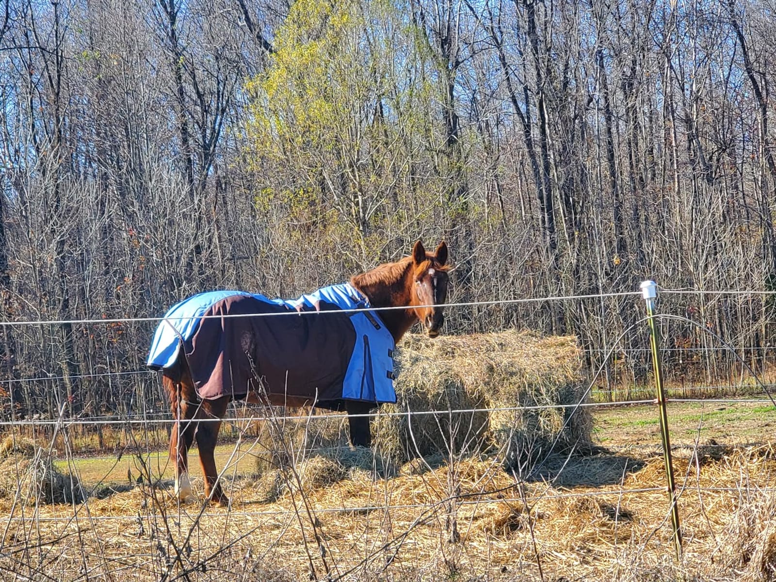 1200D Horse Turnout Blanket Waterproof, Breathable, Heavy-Weight Winter Blanket with 300g Fill, Ripstop Outer Shell customer photo 1