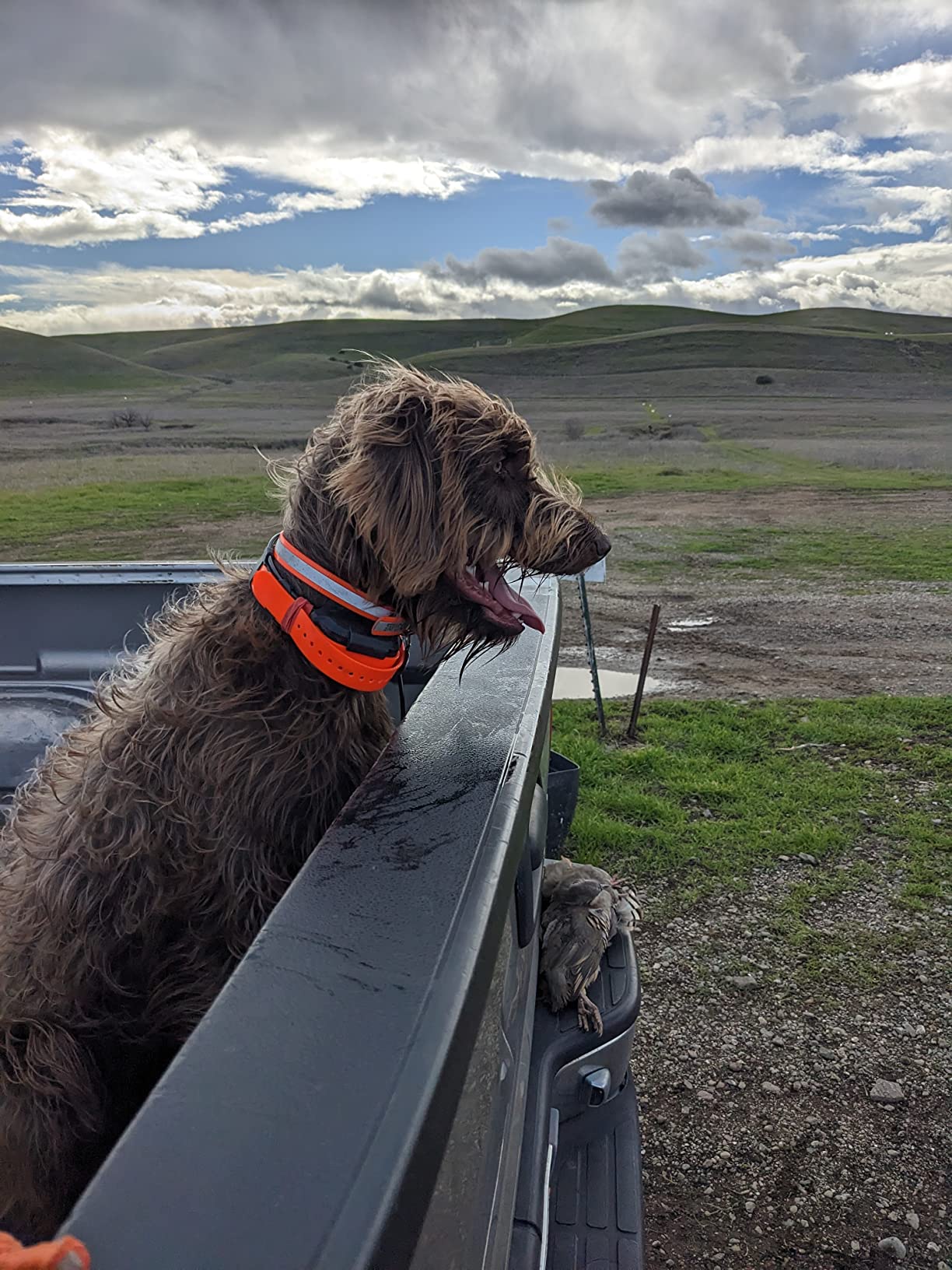 Dogtra Pathfinder 2 GPS Dog Tracker e Collar 9 Mile Long Range LED Light No Monthly fees Free App Waterproof Smartwatch Control Satellite Real Time Tracking Multiple Dogs Smartphone Required customer photo 1