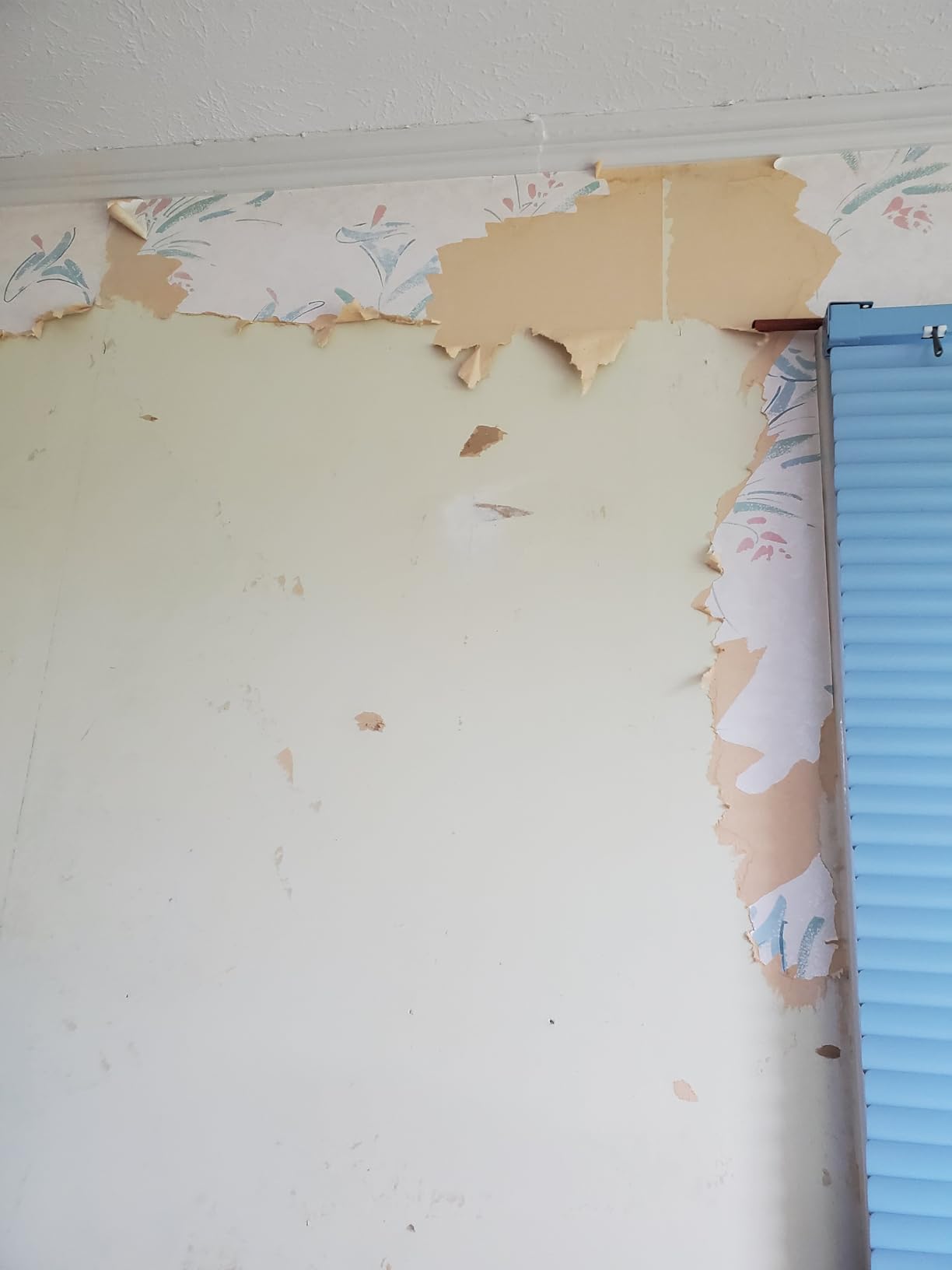 Wagner Spraytech 725 Wallpaper Steamer for Easy Removal, 2 Steam Plates customer photo 1