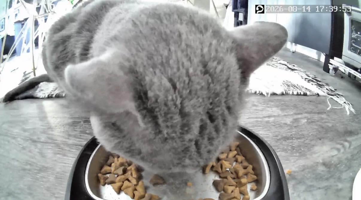 PETLIBRO Automatic Cat Feeder with Camera, 1080P HD Video with Night Vision, 5G WiFi Pet Feeder with 2-Way Audio, Low Food & Blockage Sensor, Motion & Sound Alerts for Cat & Dog Single Tray customer photo 1