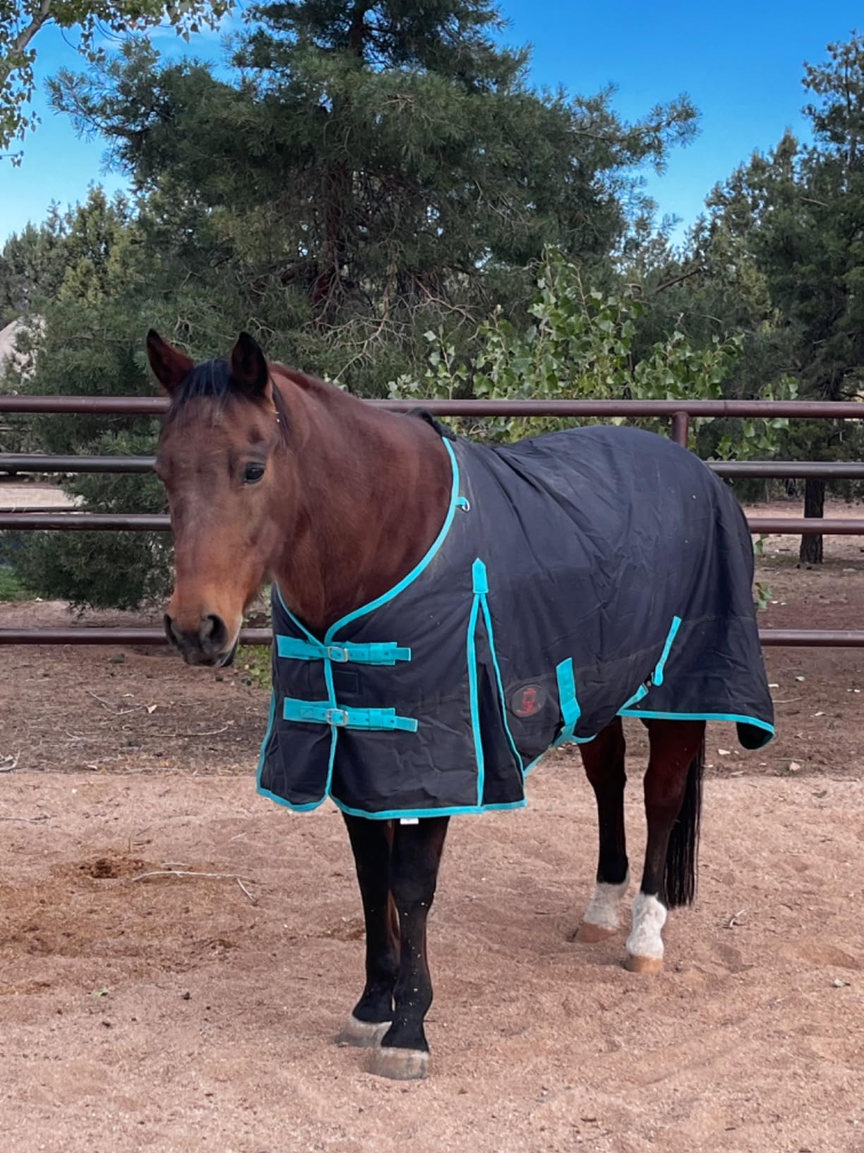 Winter Horse Blanket 300GSM 600 Denier (Waterproof/Breathable/Snow Proof) Turnout Blanket | Heavy Winter Blanket (78, Black with Turquoise Trims) customer photo 1