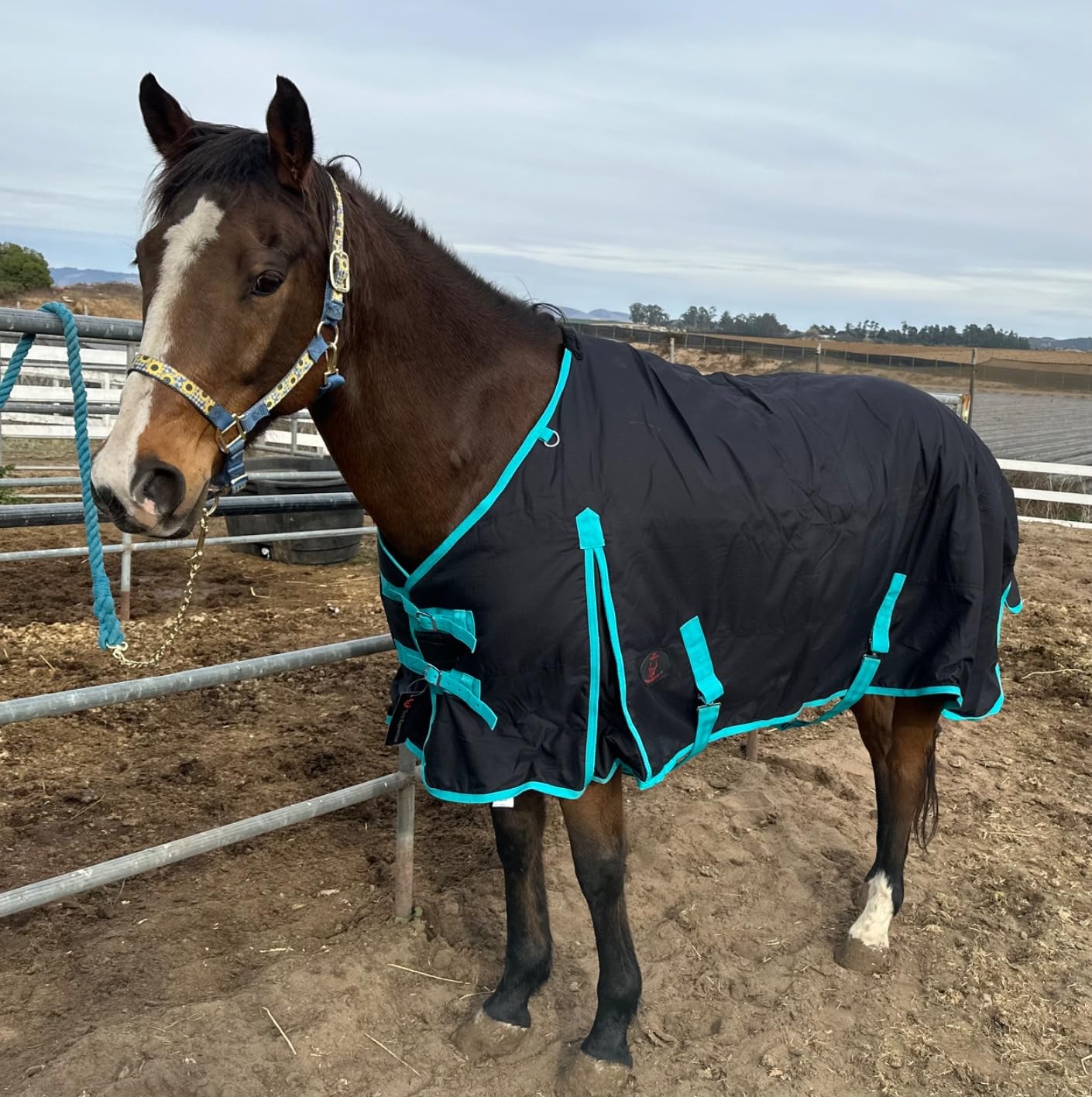 Winter Horse Blanket 300GSM 600 Denier (Waterproof/Breathable/Snow Proof) Turnout Blanket | Heavy Winter Blanket (78, Black with Turquoise Trims) customer photo 2