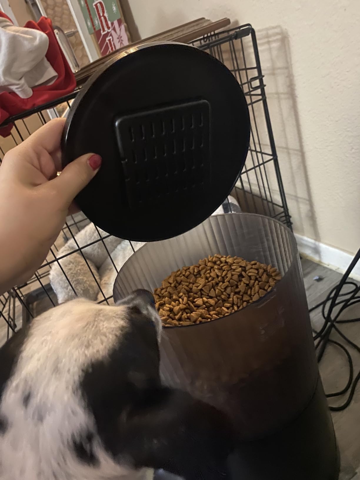 PETULTRA Automatic Cat Feeder: 4L Timed Cats Food Dispenser Programmable customer photo 1
