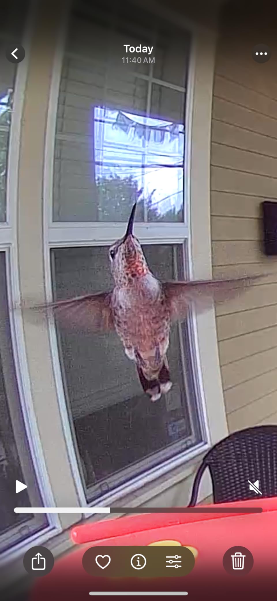 NETVUE by Birdfy Hummee Smart Hummingbird Feeder with Camera, Auto Capture Bird Videos & Birdwatching Up-Close, 2 in 1 Feeders Attract More Hummingbirds customer photo 1