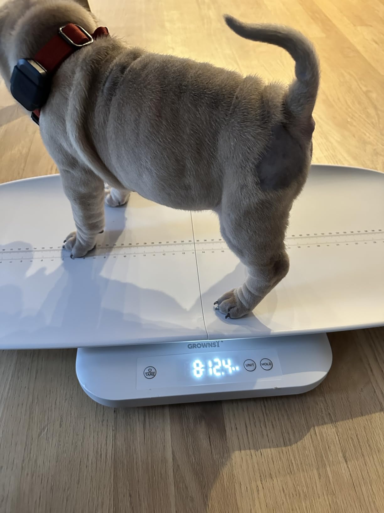 GROWNSY Digital Baby Scale & Pet Scale Up to 330 lbs, White customer photo 1