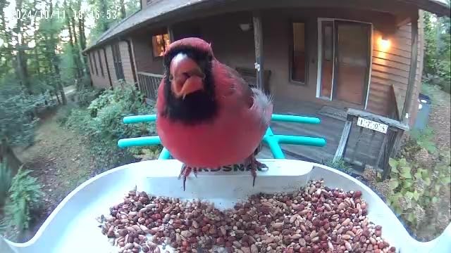 birdsnap® TUC Bird Feeder with Camera Solar Powered 2K Video with 32GB Card customer photo 2
