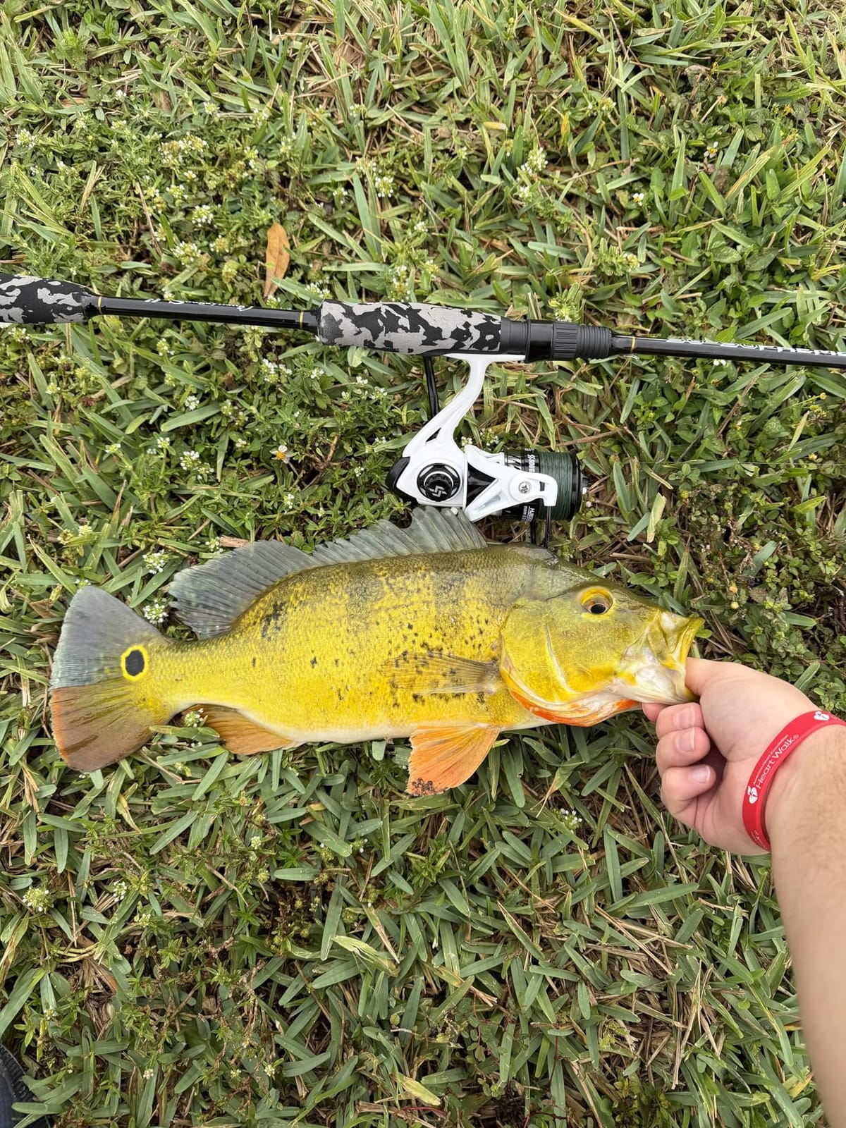 Sougayilang Fishing Rod and Reel Combo, Stainless Steel Guides Fishing Pole with Spinning Reel Combo for Bass Fishing customer photo 2