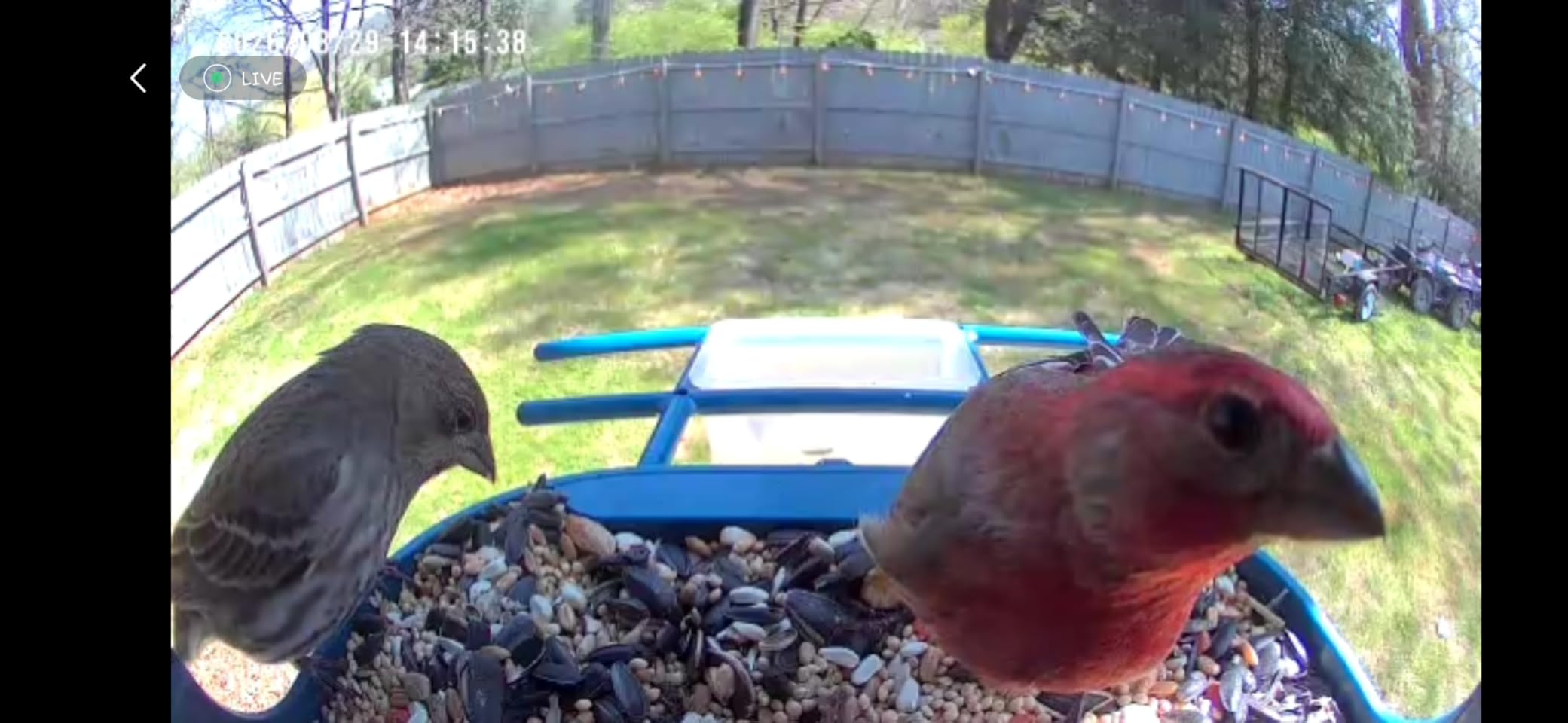 Smart Bird Feeder with Camera Solar Powered, 2K Live Stream for Backyard customer photo 1