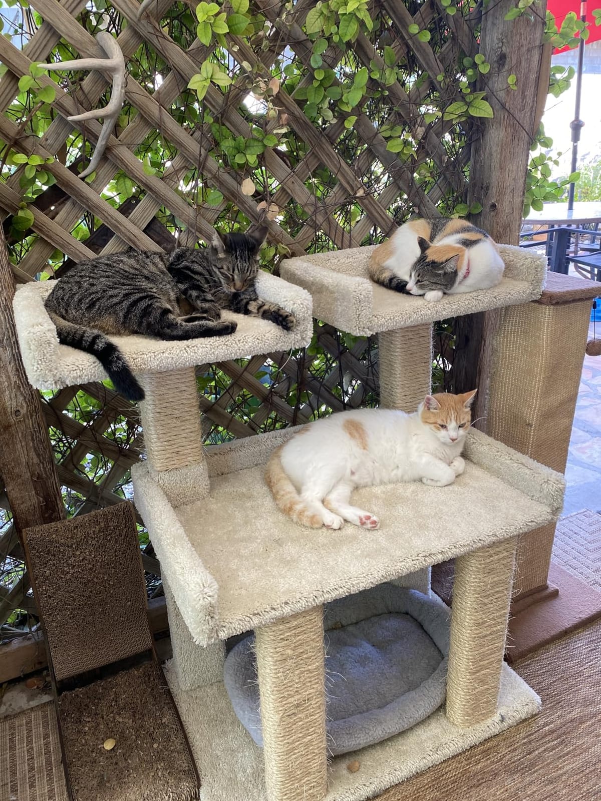 Prestige Cat Trees Maine Coon Deluxe Cat Perch – Made in USA Sturdy Solid-Wood Tower for Large & Multiple Cats – Easy 2-Step Assembly, Plush Carpet, Sisal Scratch Posts customer photo 1
