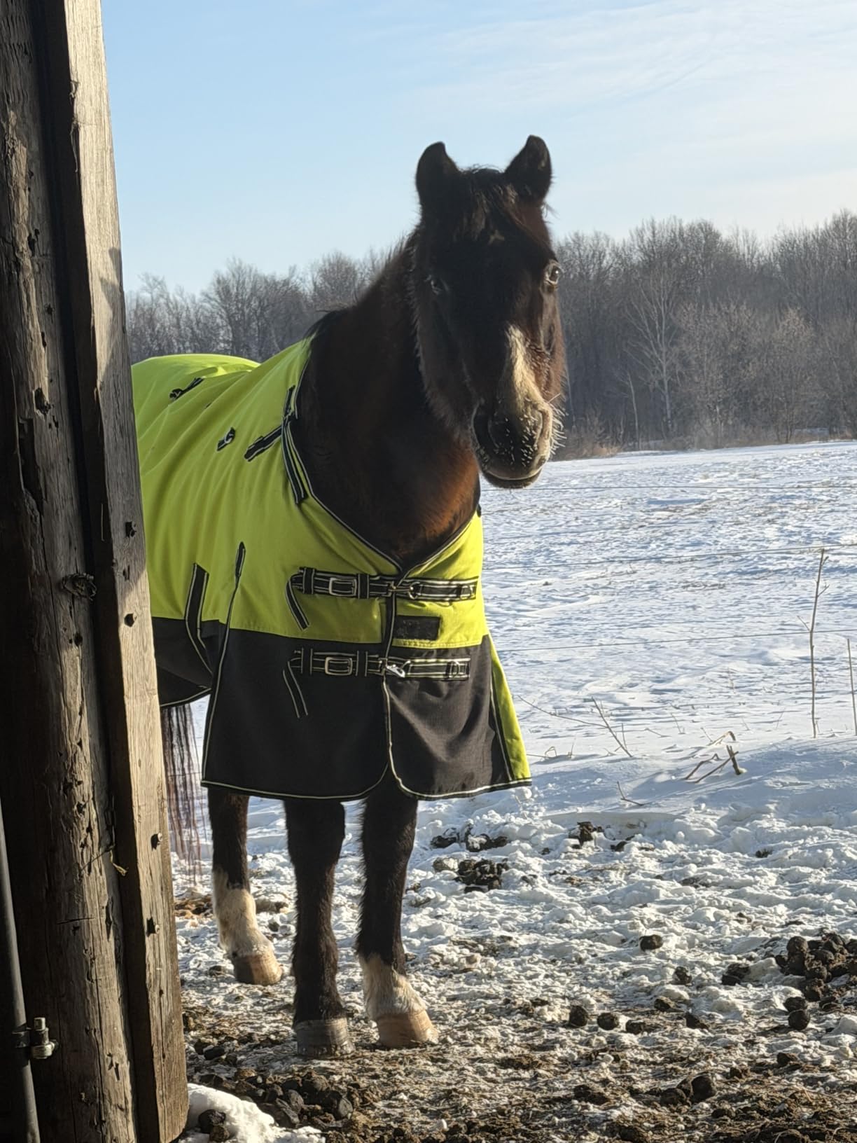 HILASON 1200D Waterproof Winter Horse Turnout Blanket Lime Black customer photo 1