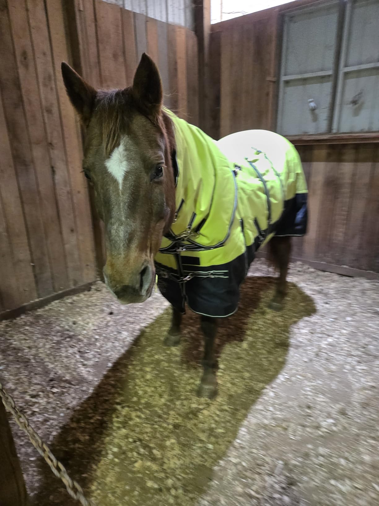 HILASON 1200D Waterproof Winter Horse Turnout Blanket Lime Black customer photo 2