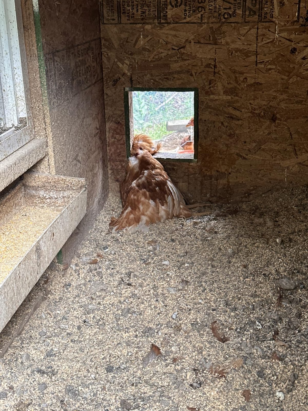 Asfrost Automatic Chicken Coop Door Solar Powered Automatic Chicken Door with Timer & Light Sensor, Anti-Pinch, Durable Aluminum Auto Chicken Door, Charge with 7W Solar Panel & USB - Orange customer photo 1