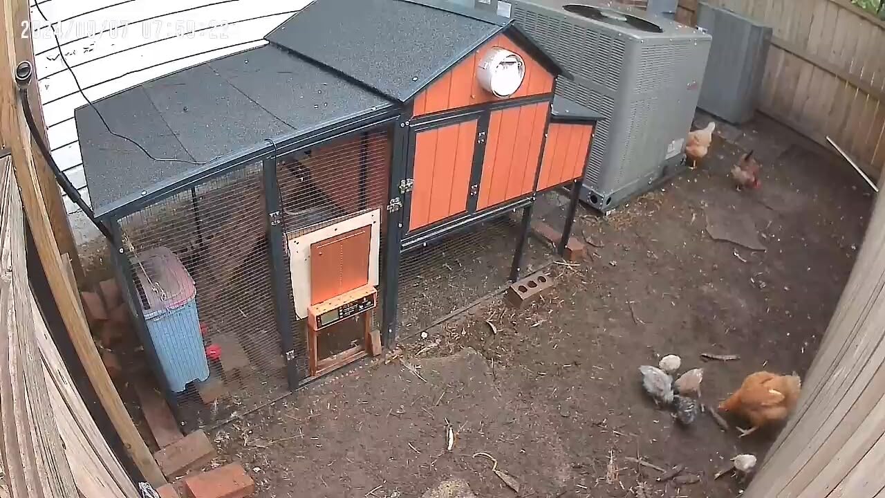 Asfrost Automatic Chicken Coop Door Solar Powered Automatic Chicken Door with Timer & Light Sensor, Anti-Pinch, Durable Aluminum Auto Chicken Door, Charge with 7W Solar Panel & USB - Orange customer photo 2