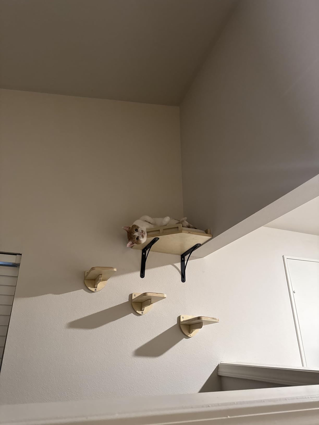 INICIO Cat Wall Shelves and Steps, 4-Piece Wooden Cat Wall Furniture Set customer photo 2