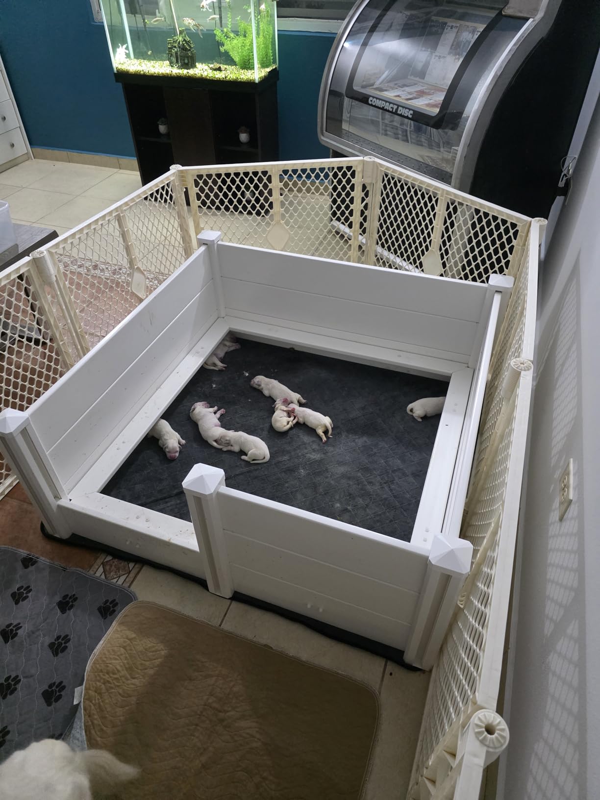 Whelping Box for Dogs,48*48*18in,with Pig Rails & Puppy Washable Pee Pad customer photo 2