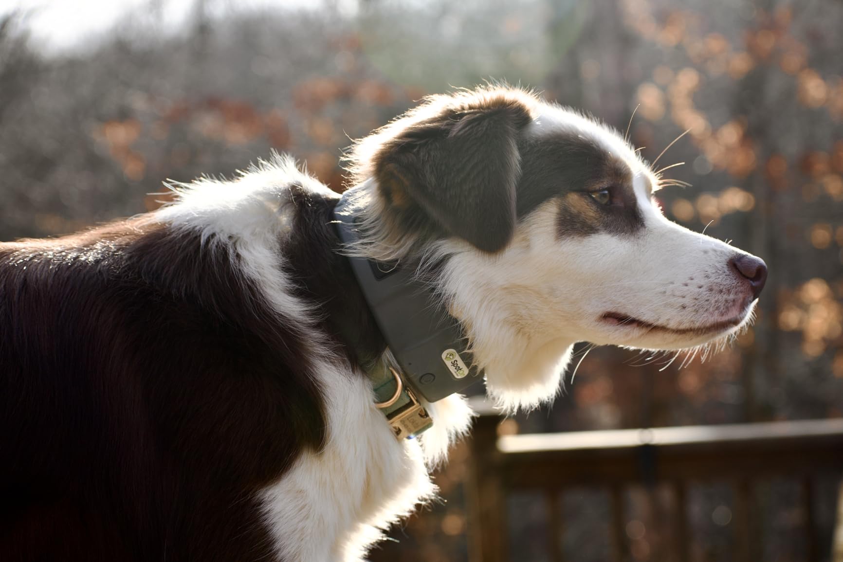 Omni GPS Dog Fence Collar, Large Dogs 19-26 Inch Neck | Wireless GPS dog fence collar for large dogs. Unlimited fences, extended battery life, no subscription required. Built in USA customer photo 1