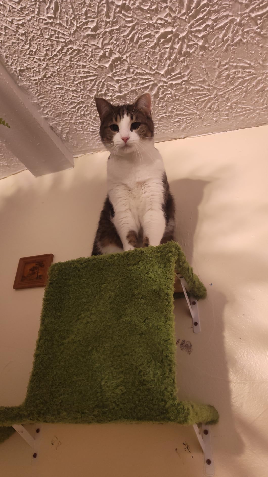 FUKUMARU Cat Wall Shelves, 4 in 1 Set, Grey customer photo 1
