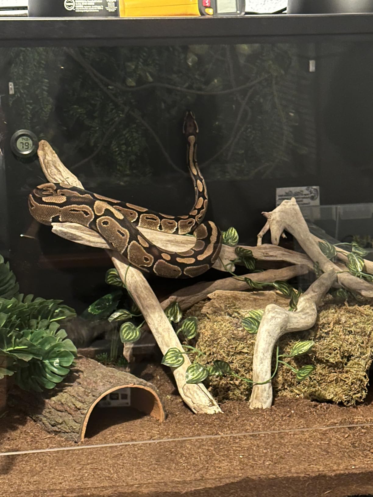 Phailozoo 50 Gallon Reptile Enclosure, Colorful Aluminum Frame Reptile Tank customer photo 2