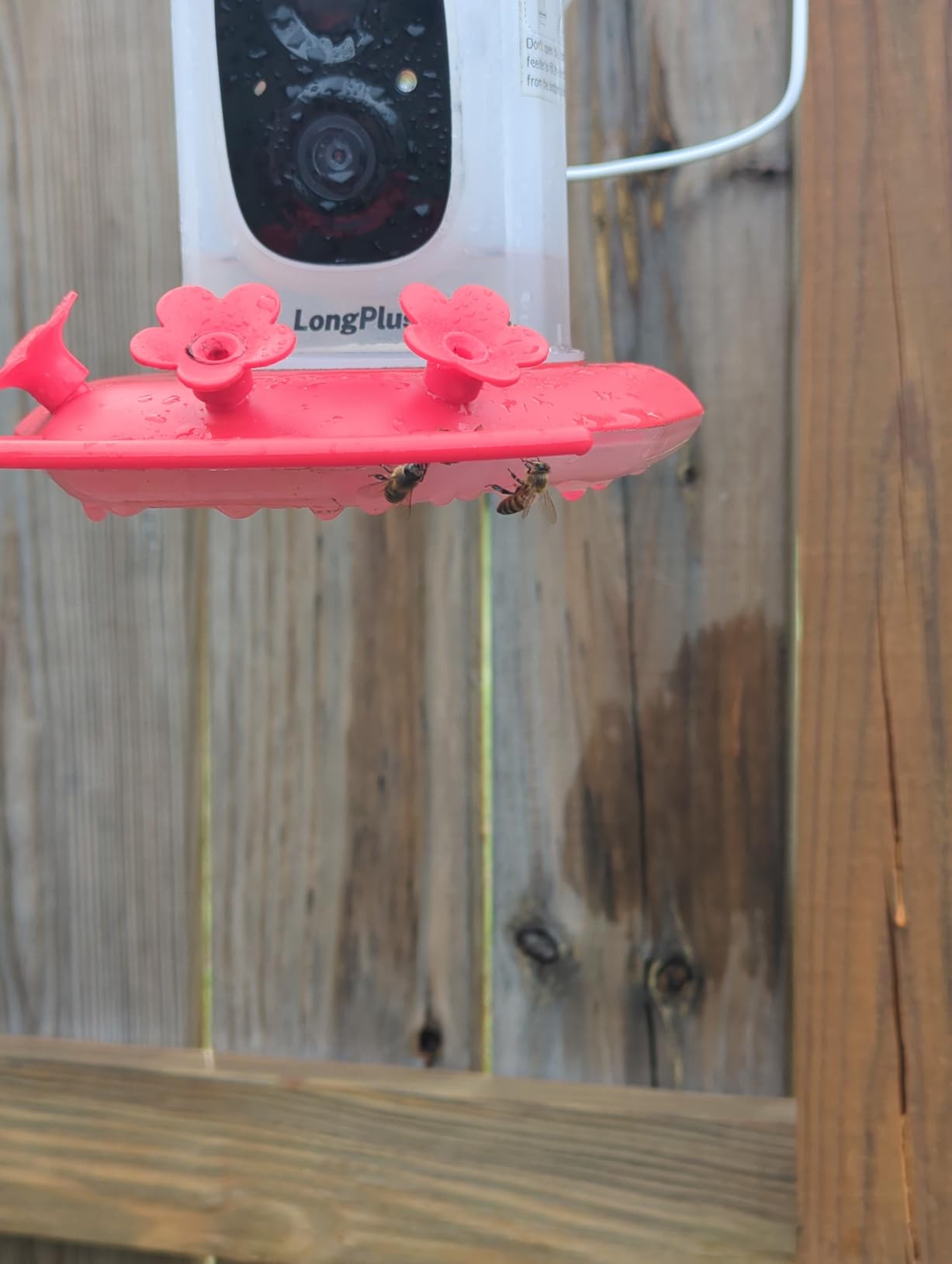 Solar Hummingbird Feeder with Camera for Outdoors, 2K Smart AI Video customer photo 1