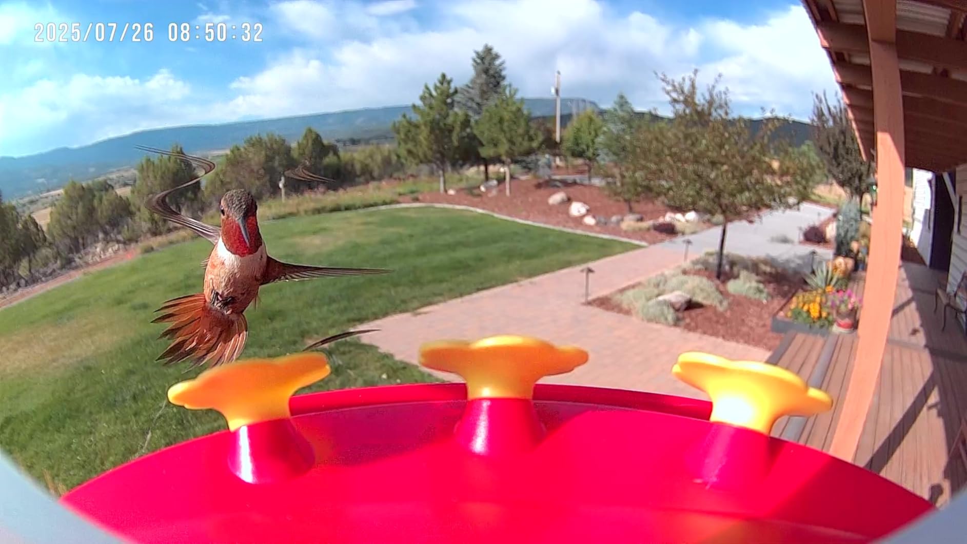 Solar Hummingbird Feeder with Camera for Outdoors, 2K Smart AI Video customer photo 2