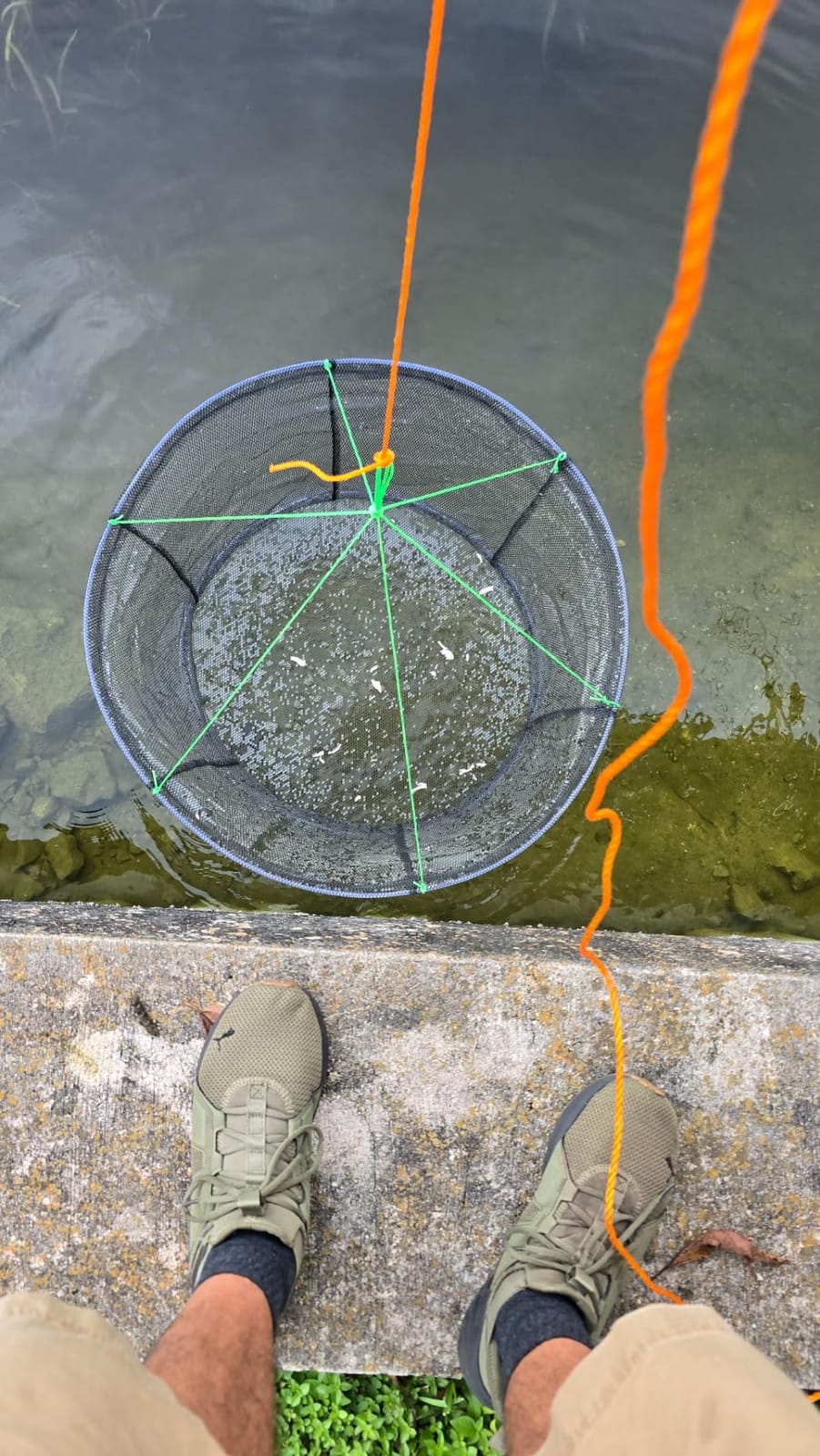 Drasry Fishing Net Trap for Crayfish Crab Bait Minnow Shrimp Foldable Fish Crawdad Lobsters Cast Net Collapsible customer photo 2
