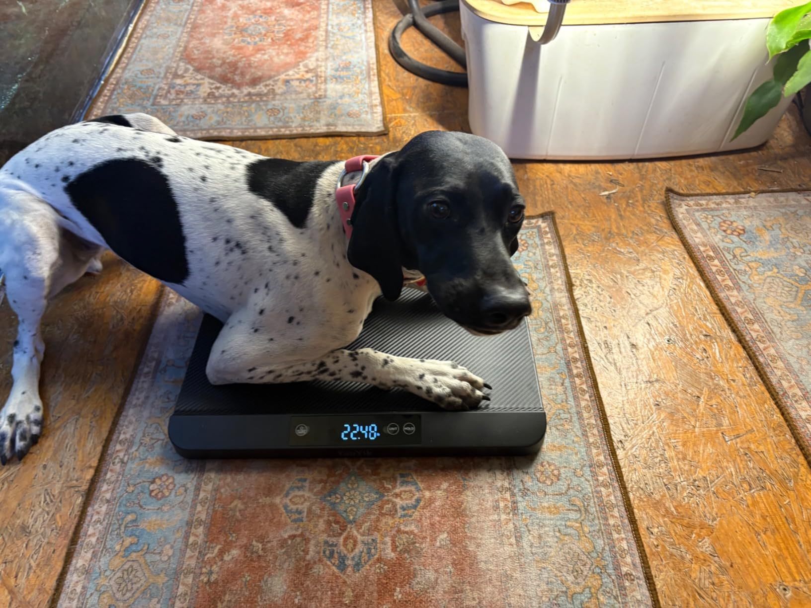 YAUYIK Digital Pet Scale, Baby Scale with Non-Slip Mat, Up to 88lb, Black customer photo 1
