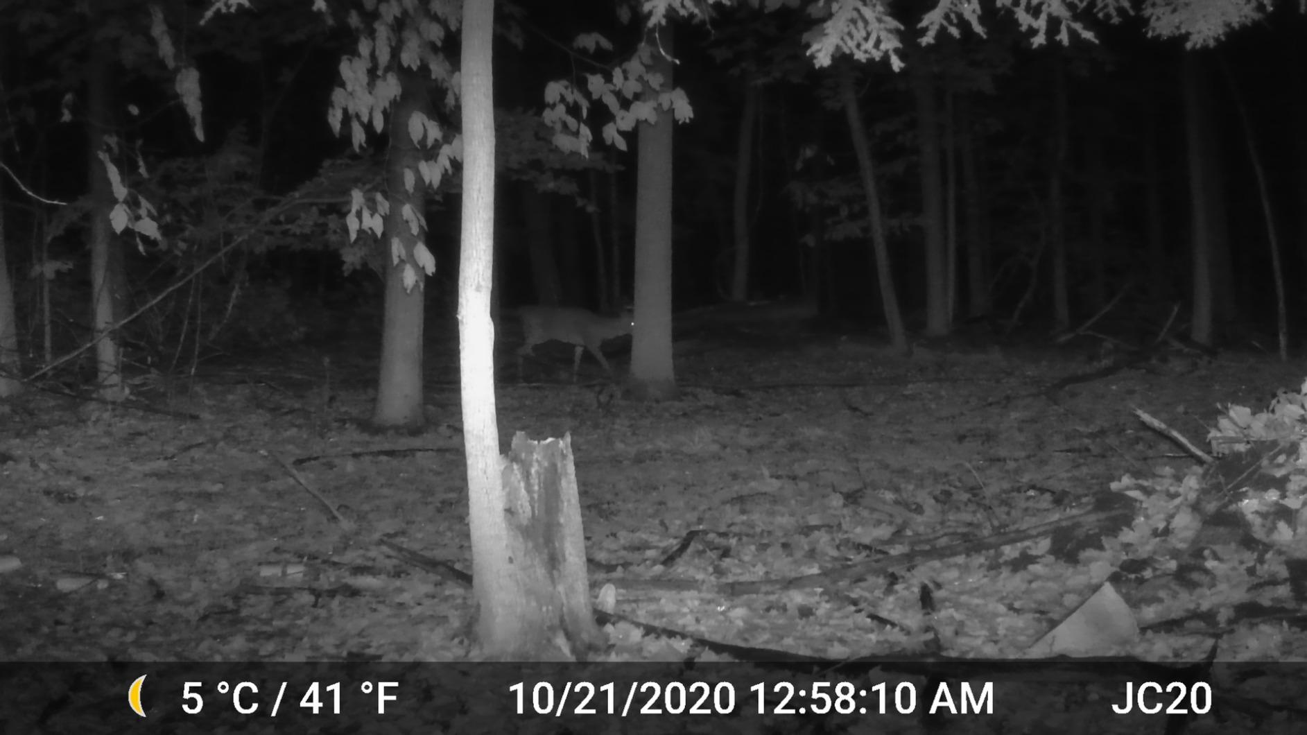 GardePro A3S 2-Pack Trail Camera, 64MP Photo, 1296P HD Video with Sound | 0.1s Trigger, 100ft No-Glow Night Vision, Motion Activated, Non-Cellular, Non-WiFi customer photo 2