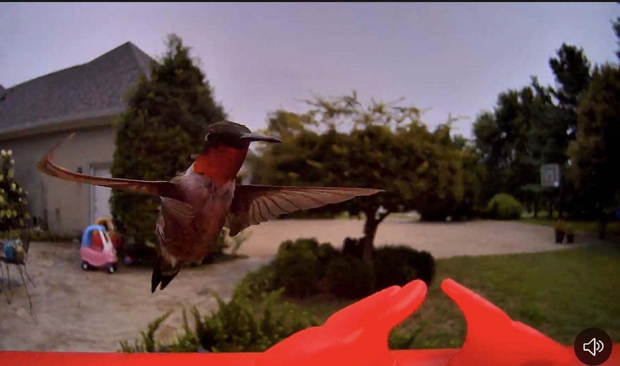 Birdfy Hummingbird Feeder with Camera Solar Powered, 9000mAh Battery customer photo 1