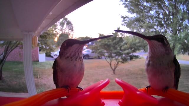 Birdfy Hummingbird Feeder with Camera Solar Powered, 9000mAh Battery customer photo 2