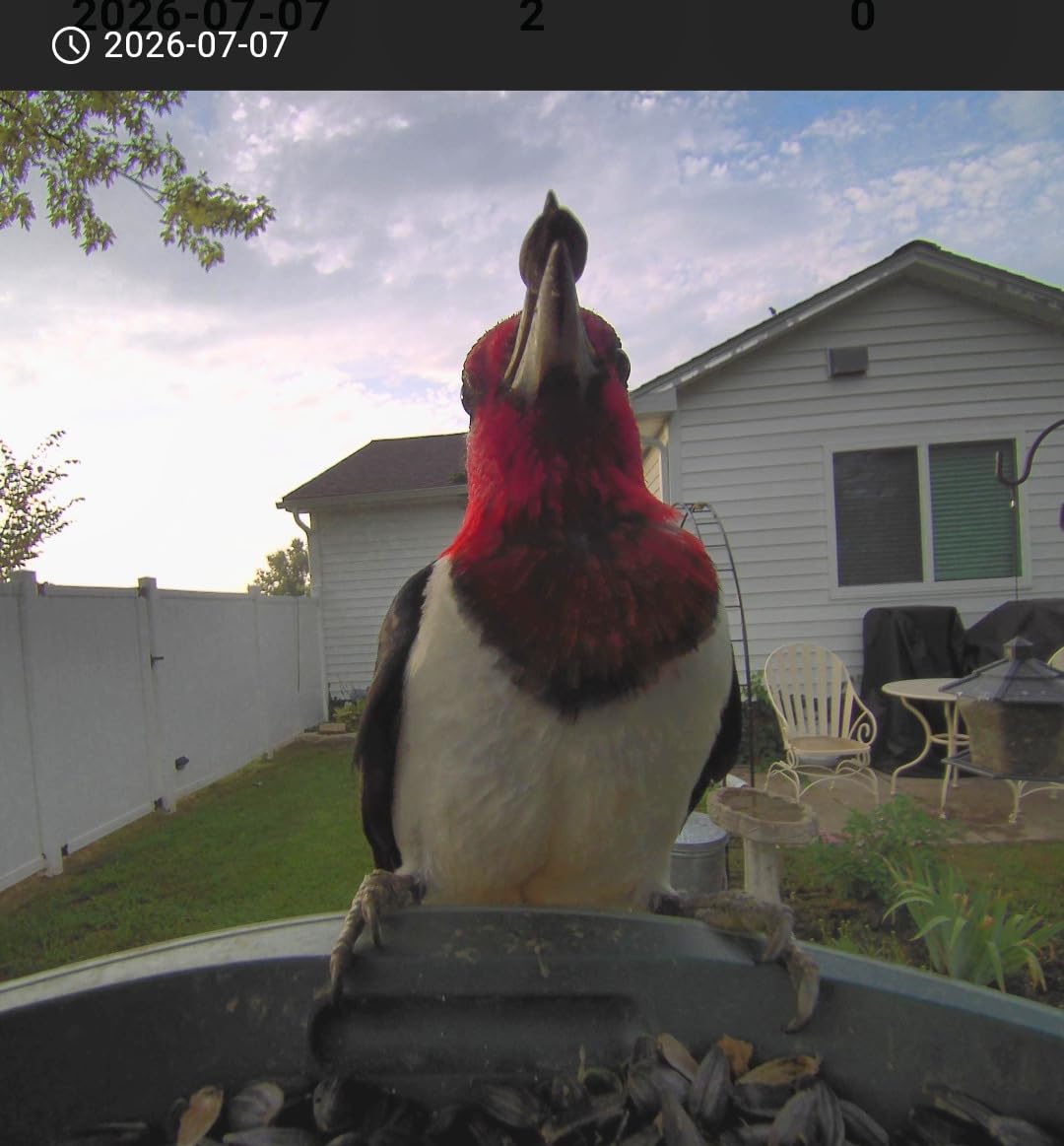 Kiwibit Bird Feeder with Camera 4K, Solar Powered, 8MP Photos, Smart AI ID customer photo 2