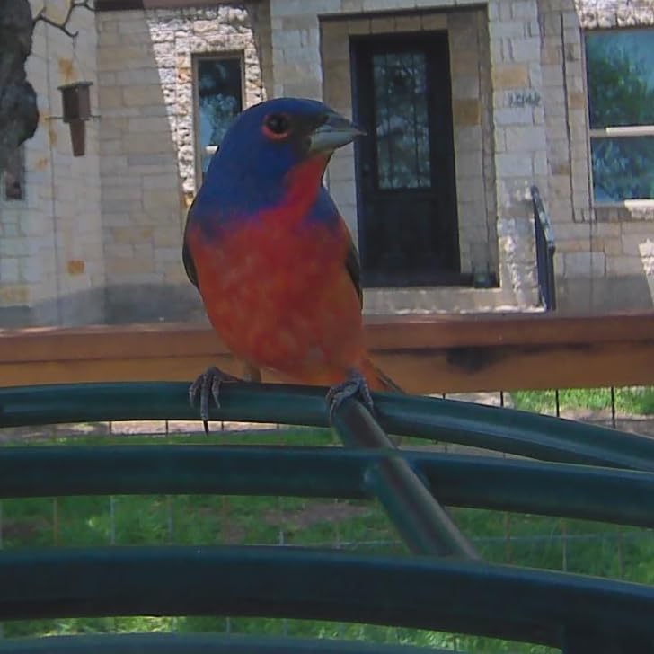 Kiwibit Smart Bird Feeder with 4K AI Camera Solar Powered, No Subscription customer photo 1