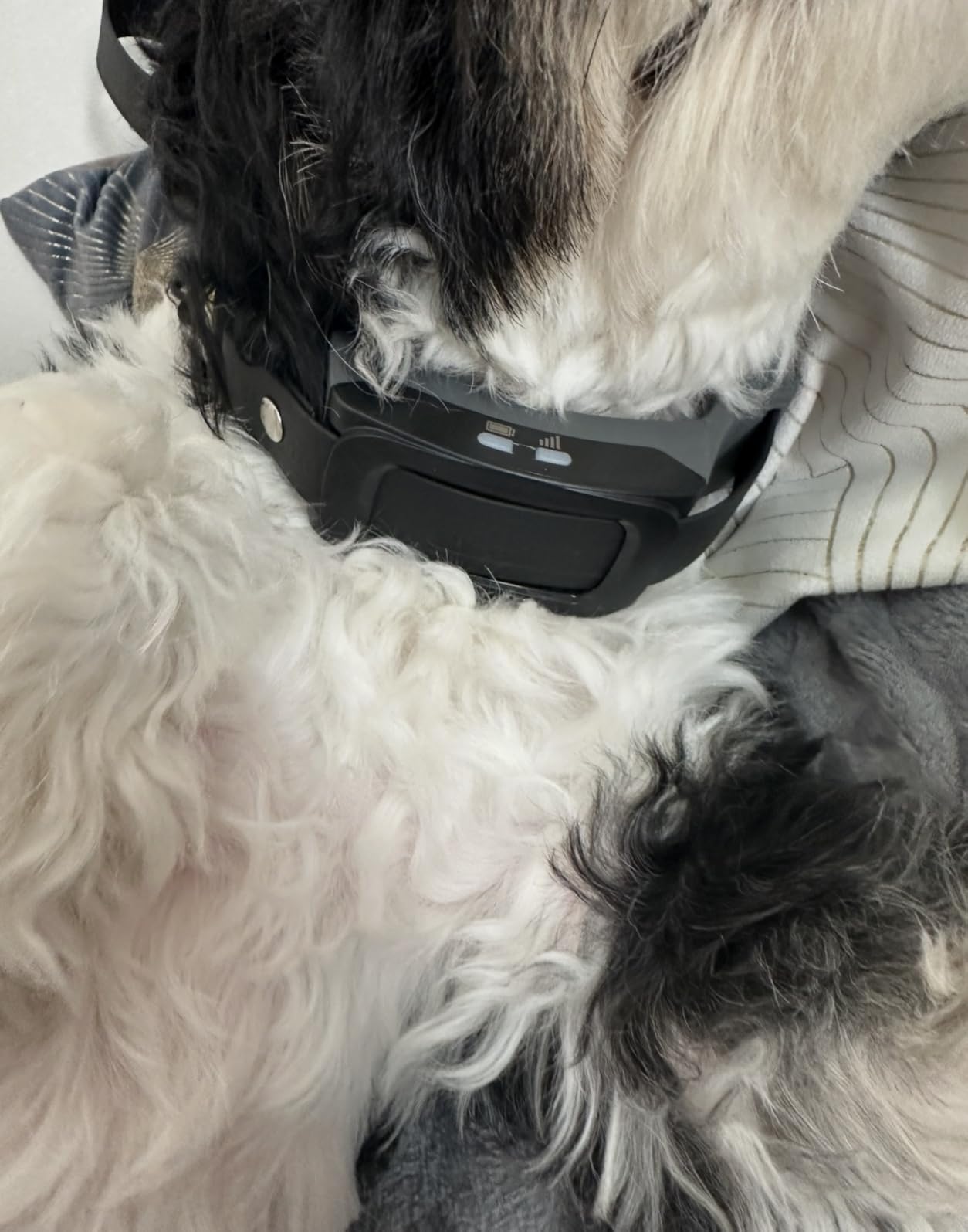 PetSafe Guardian GPS 2.0 Dog Fence + Tracking, 1/2 Acre or More customer photo 2