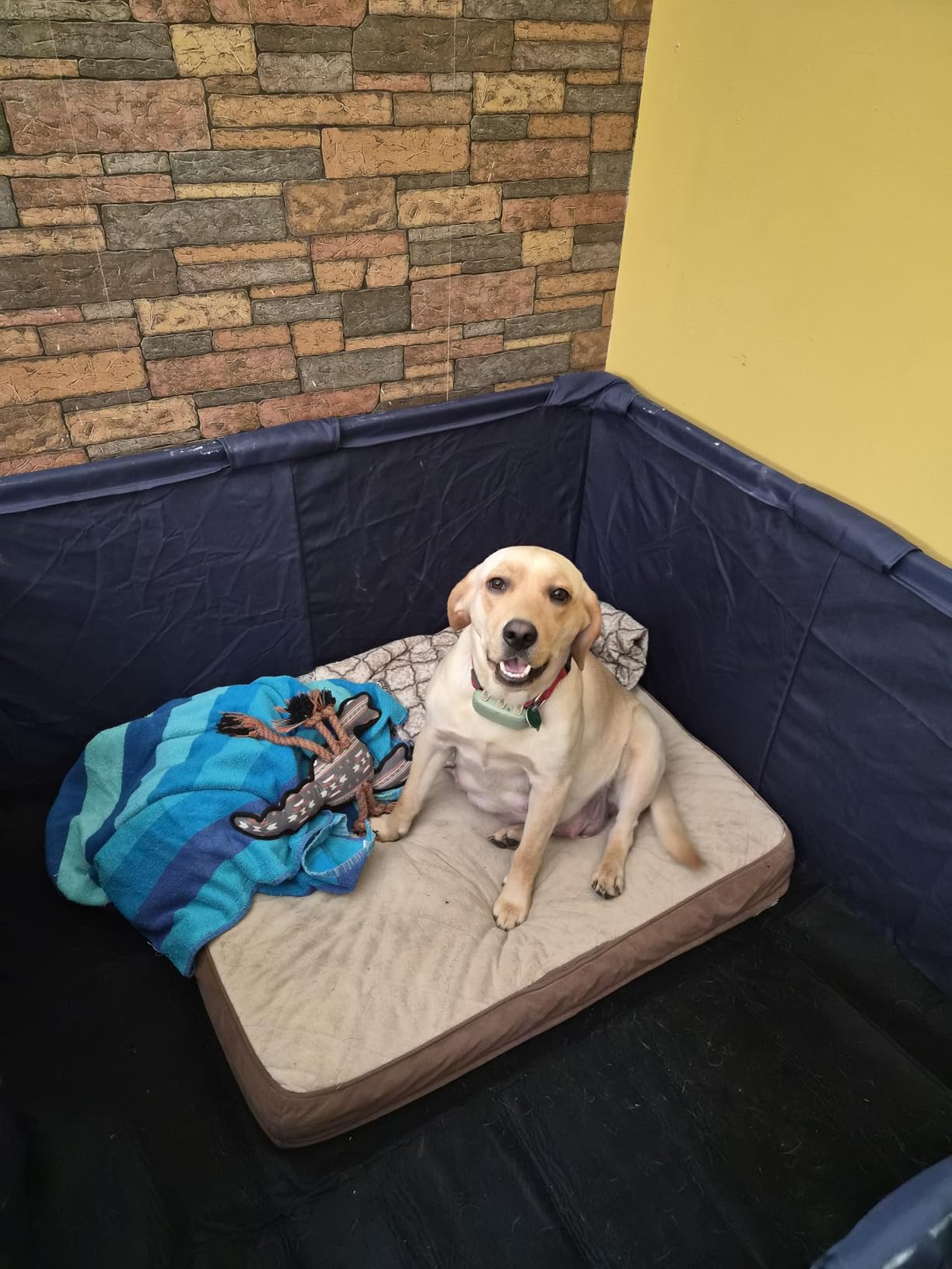 Whelping Box for Dogs and Puppies, 50