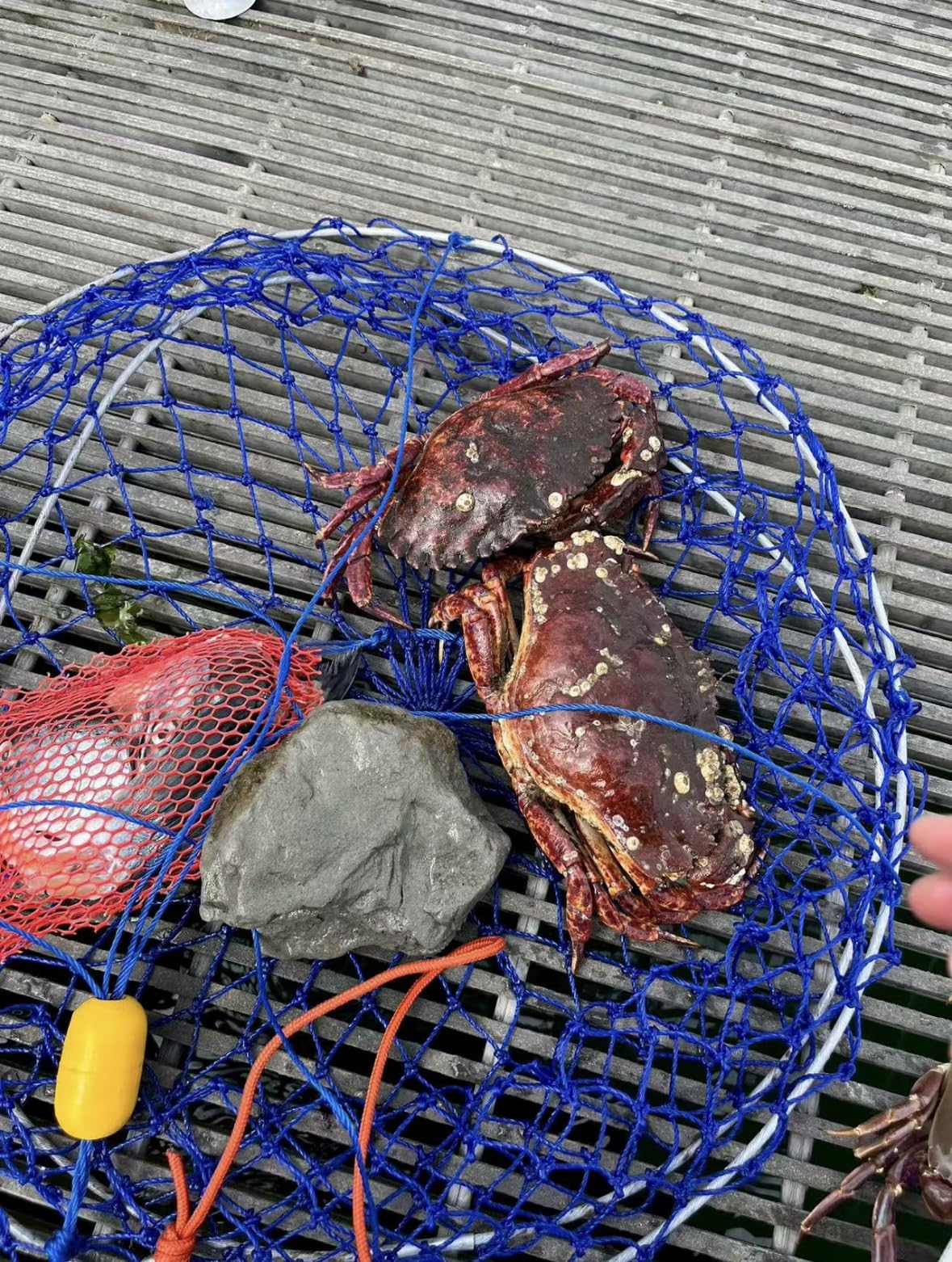 Stainless Collapsible Crab Net with 100ft Rope, Bait Bag, Clip & Ruler – 6 Pieces Portable Crab Trap for Easy Storage – Durable Grid Design for Dock & Pier Crabbing customer photo 1