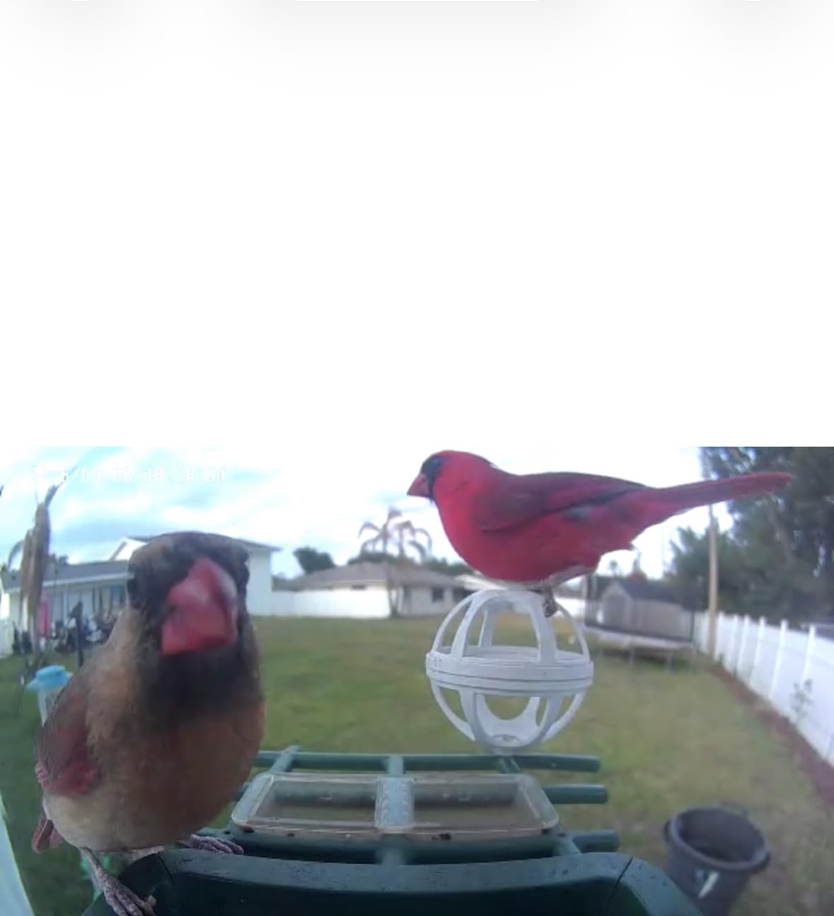 PeckCam® Bird Feeder with Camera Solar Powered 2K Live Video Auto Capture customer photo 2