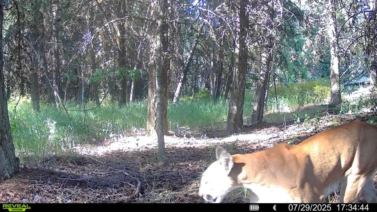 TACTACAM Reveal Ultra Cellular Trail Camera: 4K Photo, 1080p Video, Live View, GPS Tracking-Enabled, Switchable No-Glow/Low-Glow Flash, LTE Connectivity, LCD Screen - Best Hunting, Game Camera customer photo 2