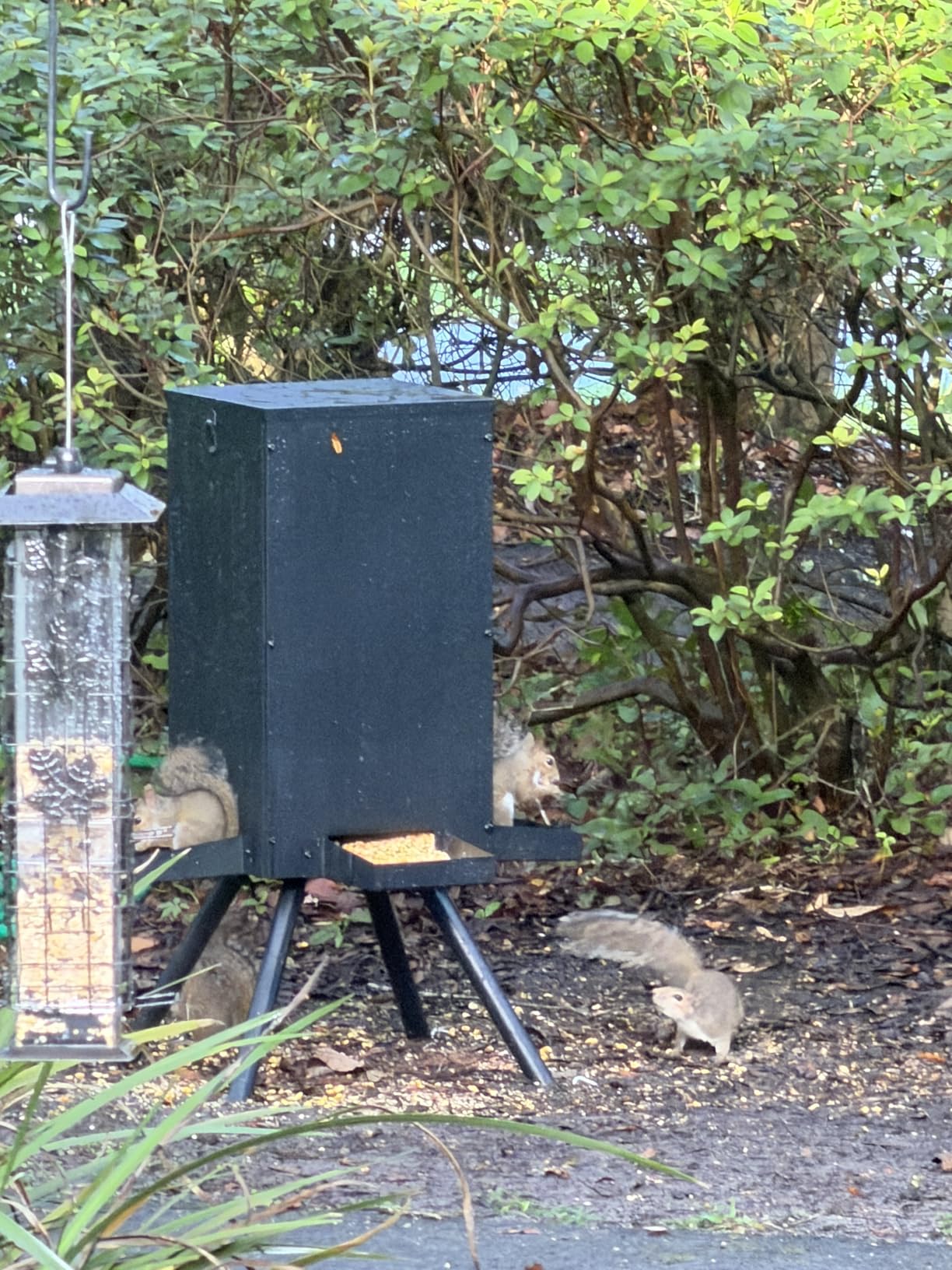 PROLEE 85lbs Deer Feeder, Weatherproof Deer Feeders with 4 Feeding Tray and 4-Leg Stand, Heavy Duty Metal Gravity Feeder for Deers and Wildlife (Black) customer photo 2