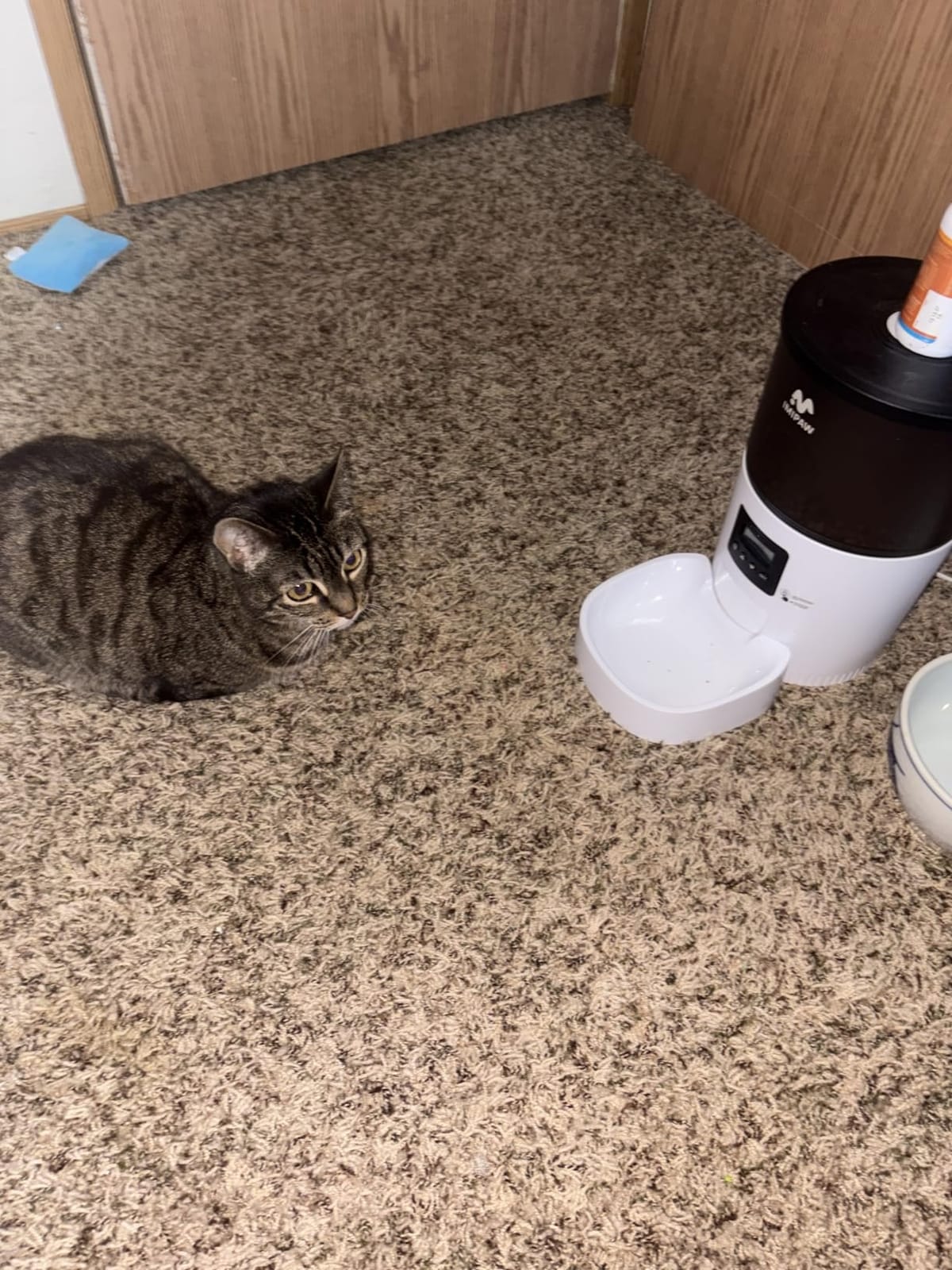 IMIPAW Automatic Cat Feeders, 5L Large Capacity, Timed Feeding Dry Food, Dual Power Design, Programmable Portion Size, 1-6 Meals Per Day, with Desiccant, Suitable for Small Pets Food Dispenser, Black customer photo 2