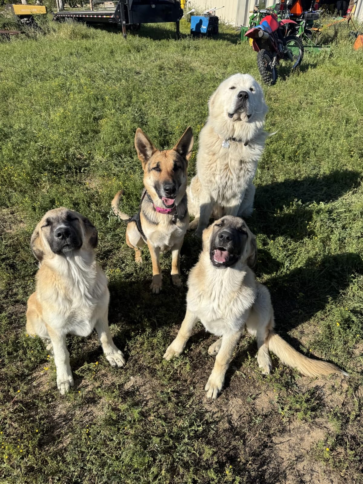 Dogtra GPS Fence – No Subscription, Custom Wireless Dog Fence with App, Smart Guidance & Return Reminder Tone/Vibration/Correction, IPX9K Waterproof Rechargeable Collar, Safe Freedom for Dogs 15 Lbs+ customer photo 2