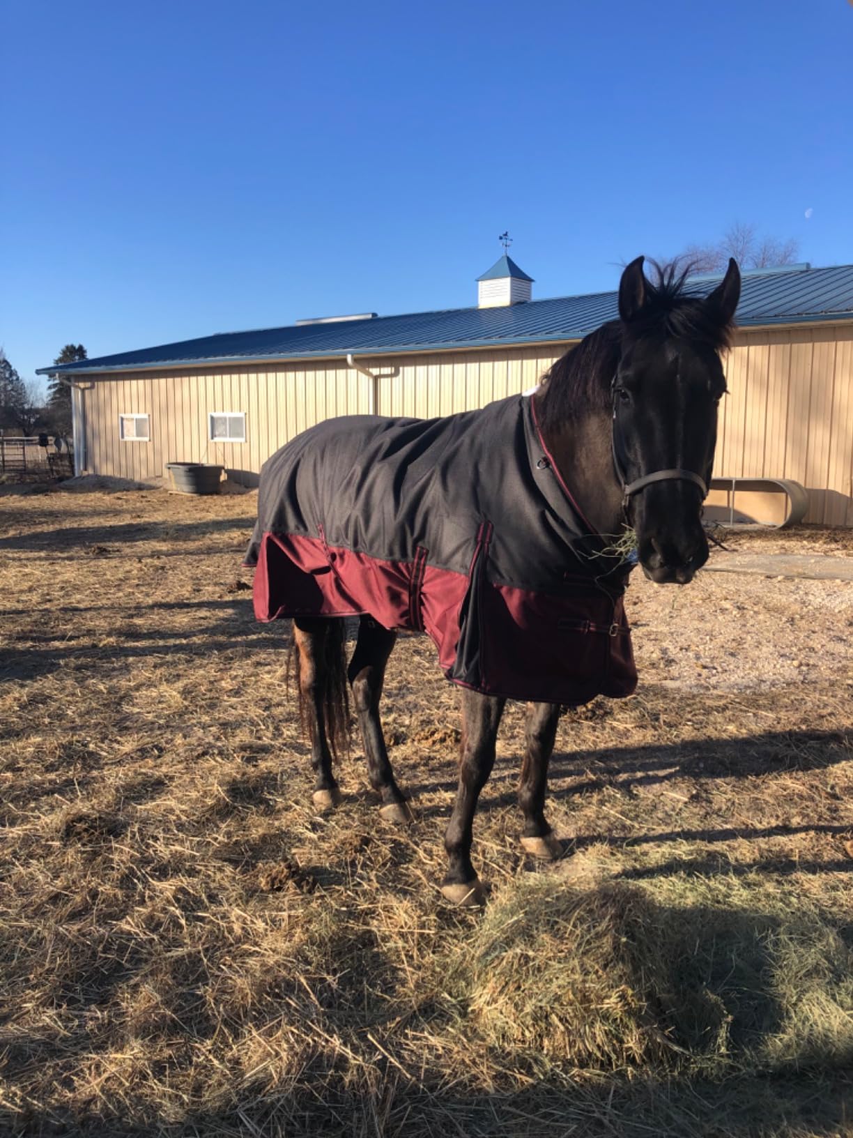 LEAFOREST 1200D Horse Turnout Blanket Waterproof 200g Fill Winter Cold Wet customer photo 1