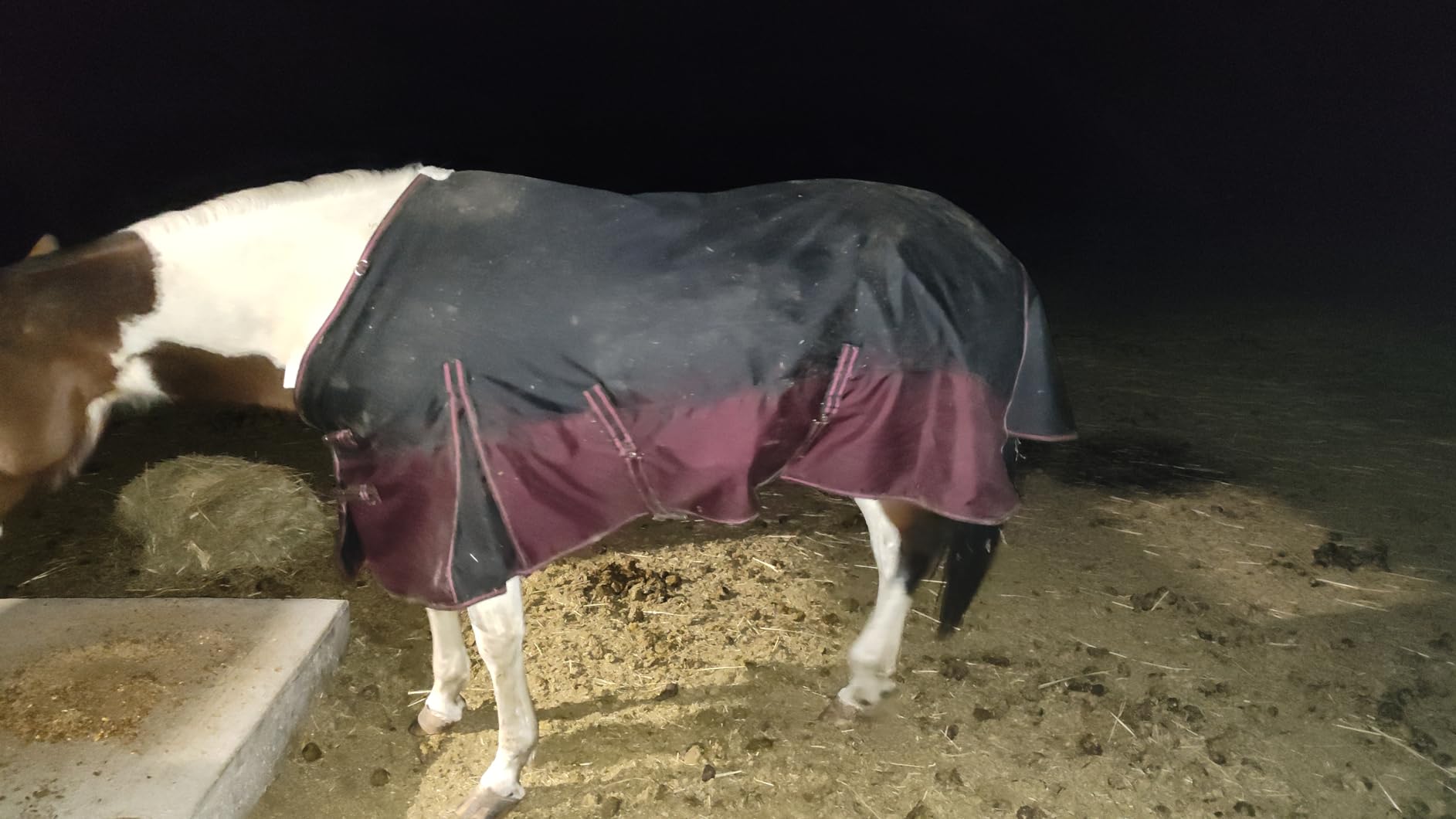 LEAFOREST 1200D Horse Turnout Blanket Waterproof 200g Fill Winter Cold Wet customer photo 2