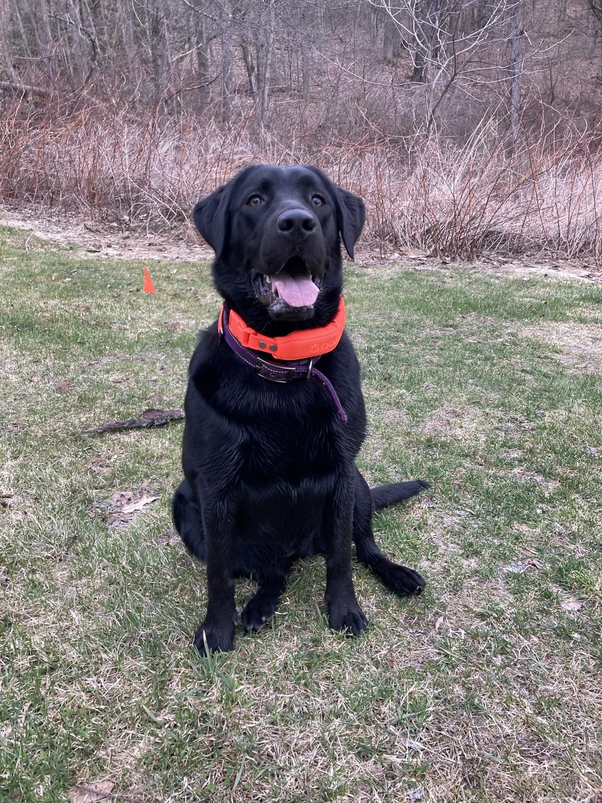 Halo Collar 5 GPS Wireless Dog Fence, Graphite | Keep Your Dog Safe with Custom Boundaries, Real-Time Tracking, and Instant Alerts at Home, Away, or Off-Grid customer photo 2