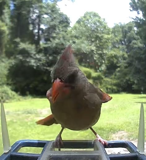 Smart Solar Bird Feeder with Camera & Outdoor Bird Bath customer photo 1