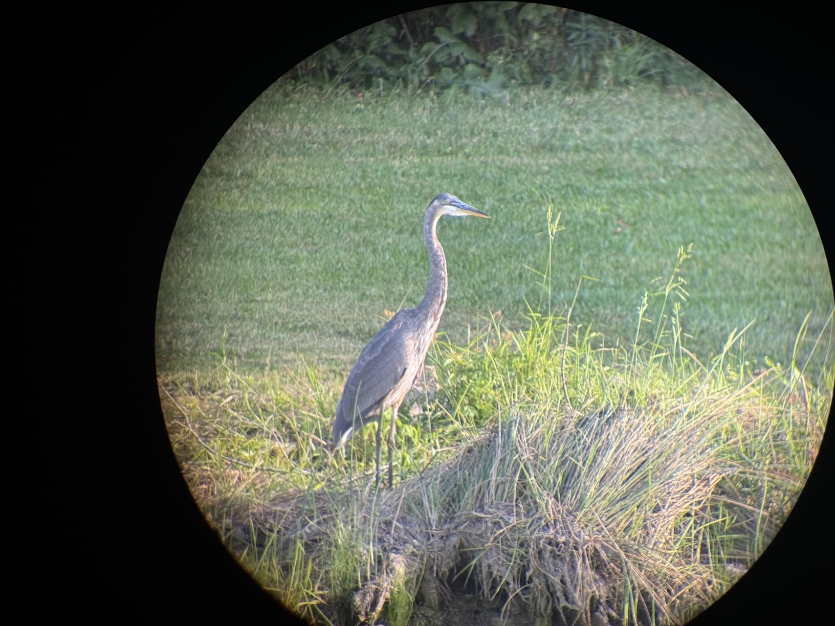 WOZEL 25-75x100 Spotting Scope for Target Shooting Bird Watching High Power customer photo 2