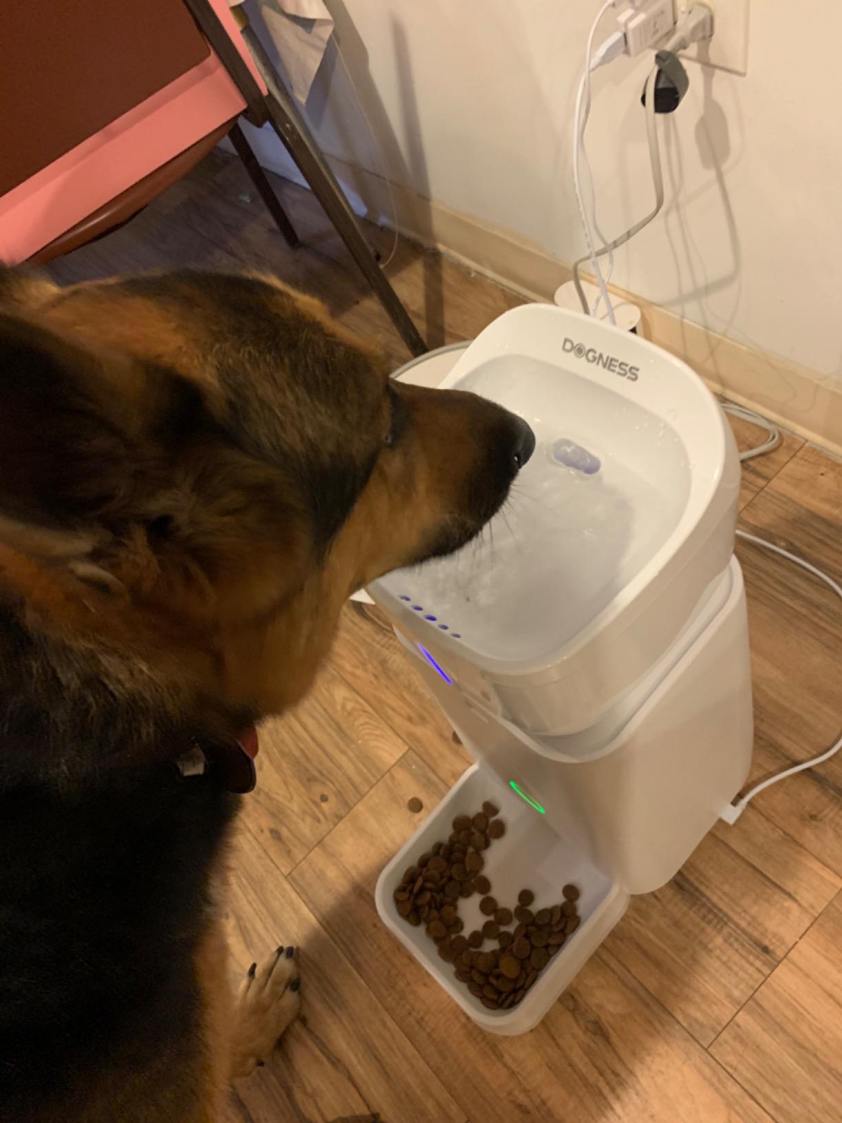 DOGNESS 11L Cordless Automatic Dog Feeder Large Breed customer photo 1