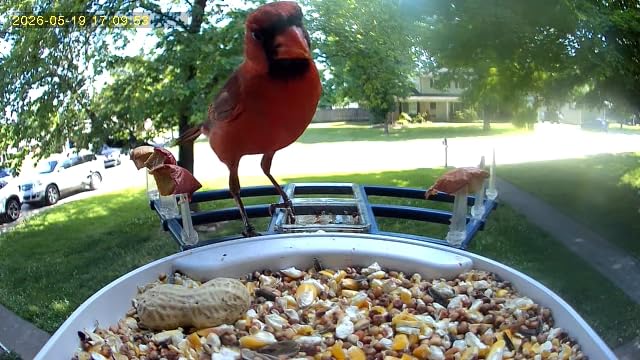 NAVFS Smart Bird Feeder with Camera Solar Powered & AI Bi rd Identification, 2.4Ghz WiFi Bird feeders for Outdoors, 2K Live Video, Instant Arrival Alerts-Green-Yellow customer photo 1