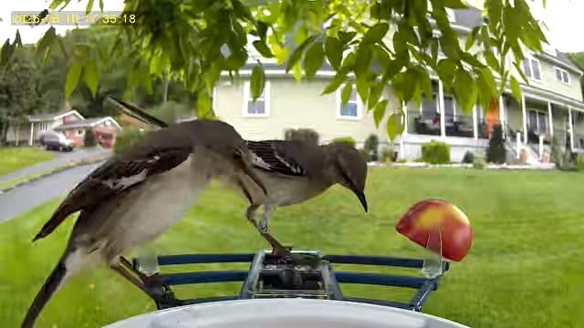 NAVFS Smart Bird Feeder with Camera Solar Powered & AI Bi rd Identification, 2.4Ghz WiFi Bird feeders for Outdoors, 2K Live Video, Instant Arrival Alerts-Green-Yellow customer photo 2